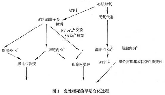大河网 健康 疾病 问医 内科 内科疾病 心血管科