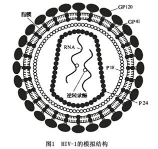 艾滋病是由什么原因引起的
