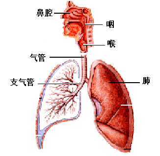 严重胸部创伤并发ards及呼吸机治疗32例报告
