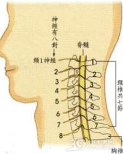 脊椎 管 狭窄 症