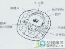 手指的解剖特点