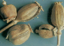 罂粟壳 - 第1张  | 中药养生知识-中草药的功效与作用