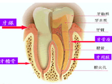 牙槽突型