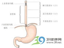 食管蠕动差扩张及梨状窝钡剂滞留