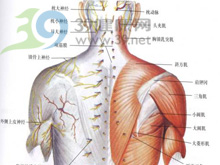 肩胛放射性疼痛