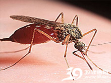 蚊虫刺咬炎症