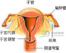 子宫内膜梗阻