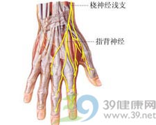 前臂外侧和手指触电样疼痛