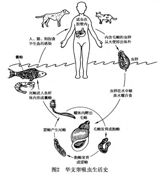 华支睾吸虫手绘图片