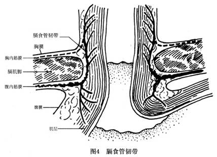 膈肌 食管裂孔图片