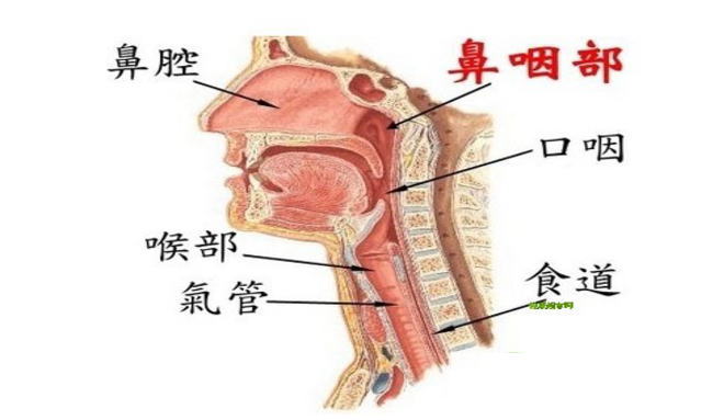 鼻咽癌