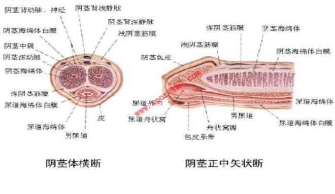 男性生殖器畸形的症状图片,男性生殖器畸形图片大全_男性生殖器畸形