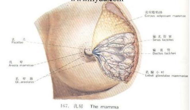 乳腺增生早期症状图片图片