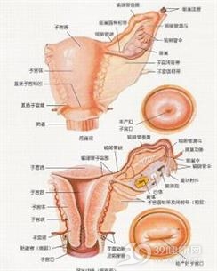 盆腔炎位置图图片