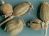 罂粟壳(御米壳、米囊皮、米罂皮、粟壳、米壳、烟斗斗)