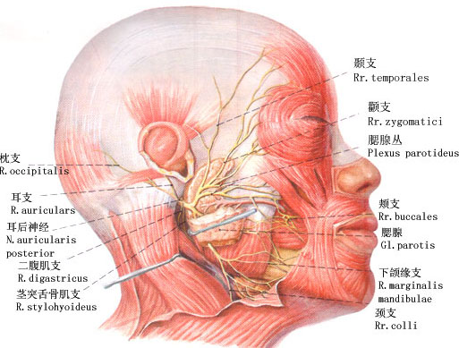 下嘴唇神经分布图图片